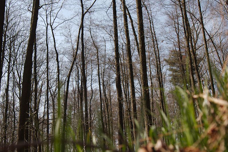 Blick vom Gras nach oben gerichtet auf die im Winter kahlen Bäume in einem Wald